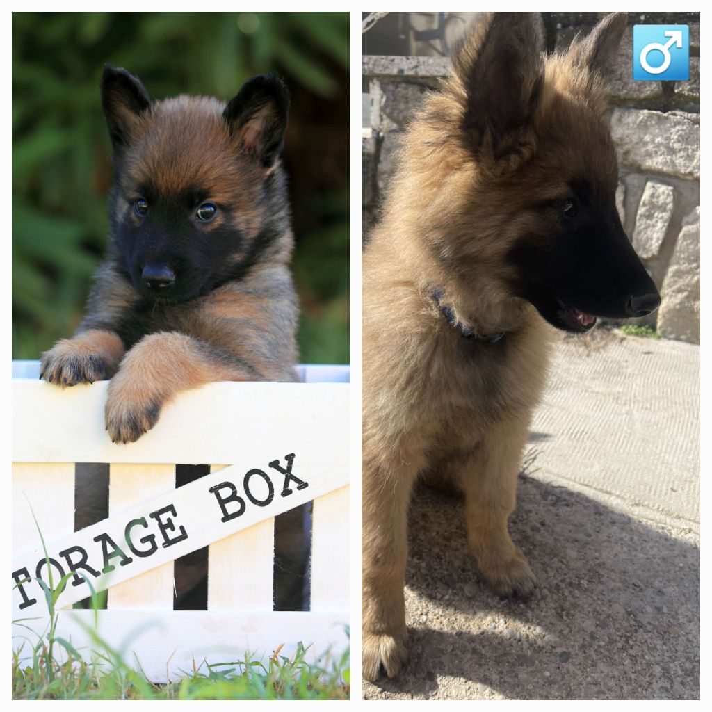 Des Bergers Du Comtat - Chiot disponible  - Berger Belge