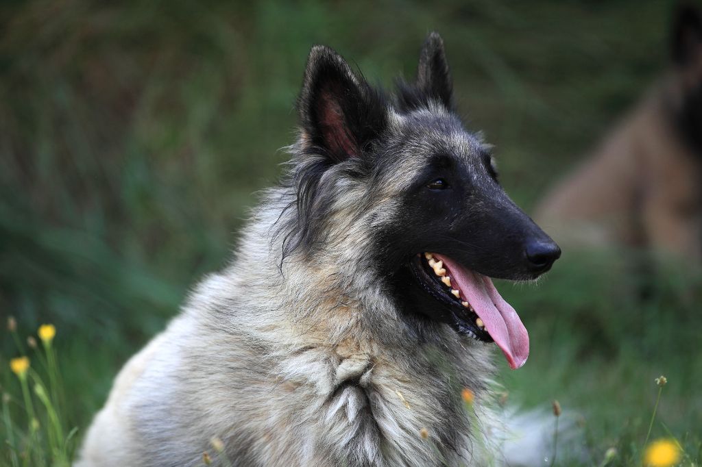 Syska des Famonadyns