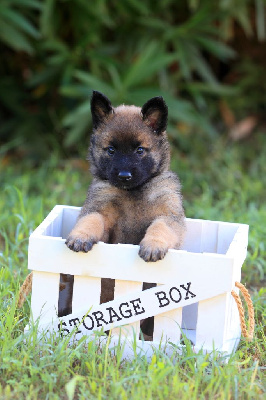 CHIOT 9