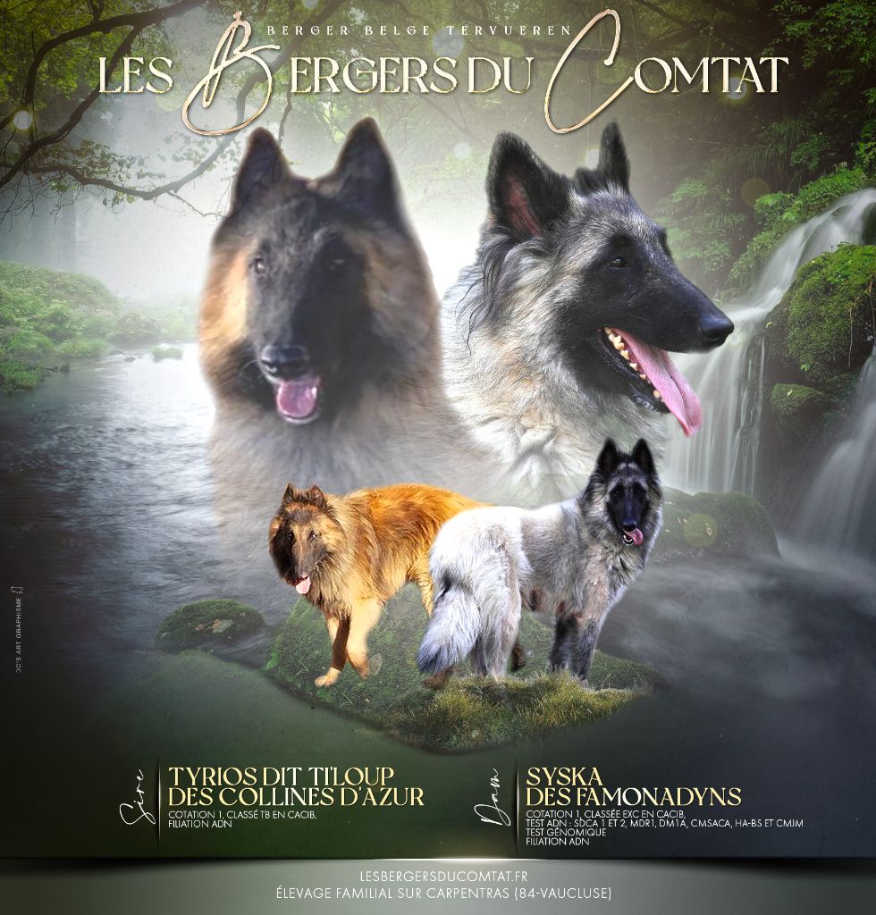 Des Bergers Du Comtat - Berger Belge - Portée née le 13/09/2024